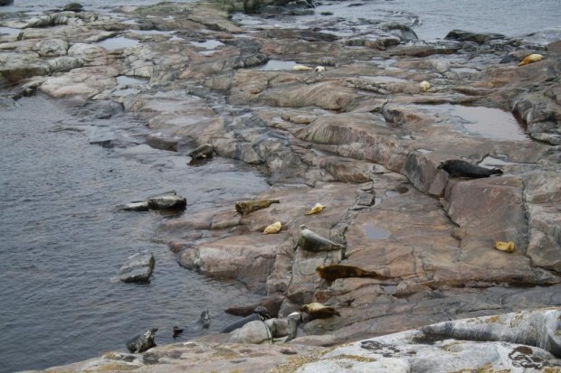 Maalle poikineita harmaahylkeitä ja niiden kuutteja. Kuva: Mikko Toivola