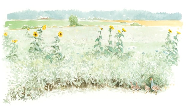 Auringonkukkapelto. Etualalla peltopyypoikue.