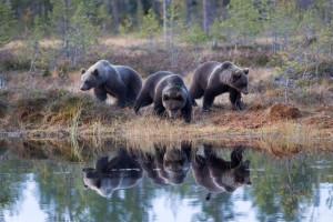 Kolme karhua lammen rannalla / tre björnar