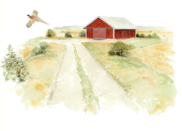 Lato peltomaisemassa. Etualalla lentävä fasaani.