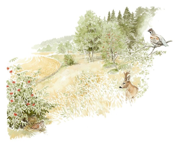 Pellon ja metsän raja. Pyy oksalla ja metsäkaurin kuvan reunassa.