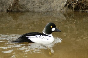 telkkä / knipa / Čoađgi / golden eye
