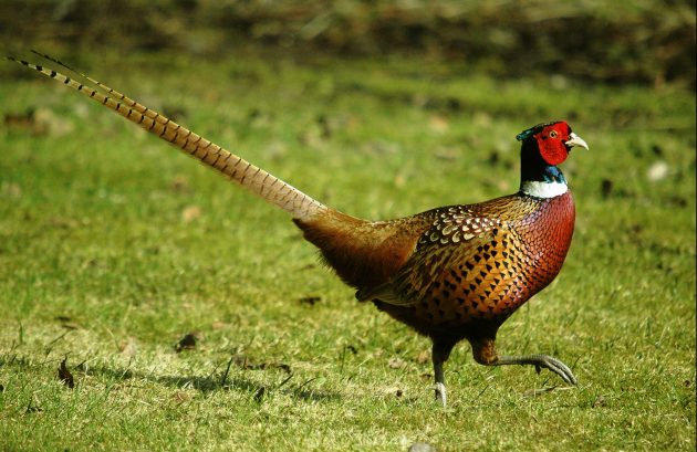 Fasaanikukko / fasan tupp