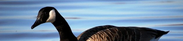 Kanadanhanhi / Kanadagås / Kanádačuonjá / Kanada goose /