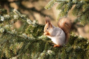 orava / ekorre / Oarri / red squirrel