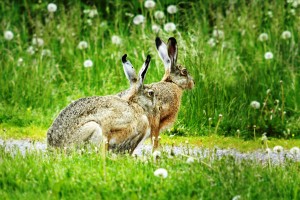 rusakko / fälthare / Ruoššanjoammil / brown hare