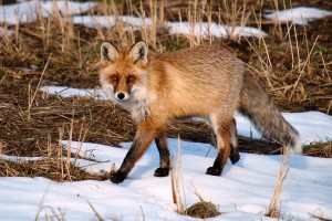 kettu / räv / rieban / fox