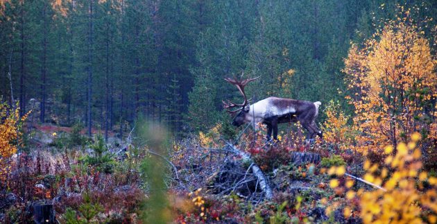 Metsäpeurahirvas / skogsren / vuovdegoddi / wild forest reindeer