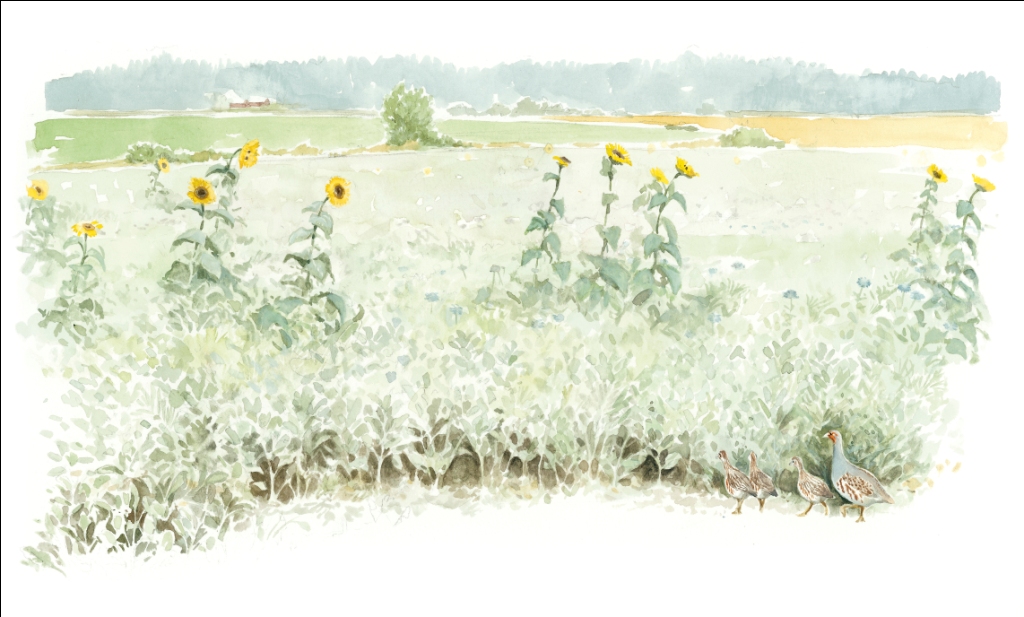 05_Luonnonhoitopelto_RGB