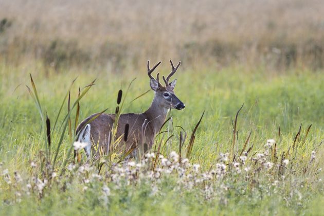 Valkohäntäpeurauros niityllä.