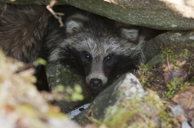 Supikoira kivenkolossa