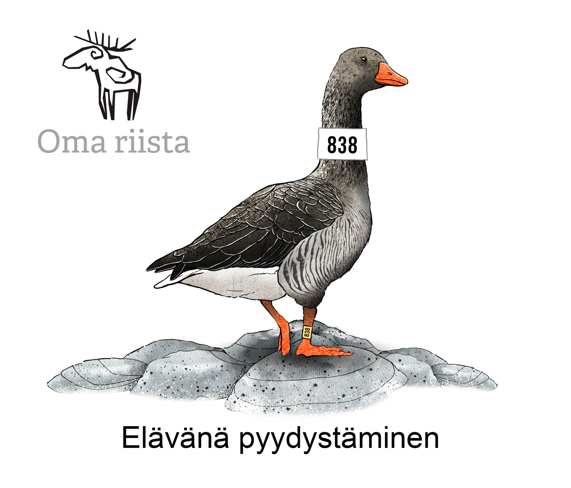 Hanhi, jolla on kaulassaan numeropanta.