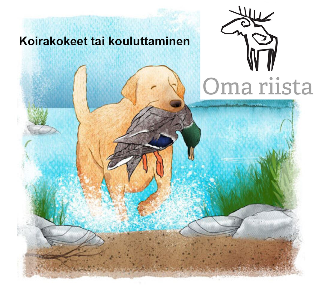 Noutajakoira on noutamassa sinisorsaa vedestä. Yllä on teksti "Koirakokeet tai kouluttaminen" ja Oma riista -logo.