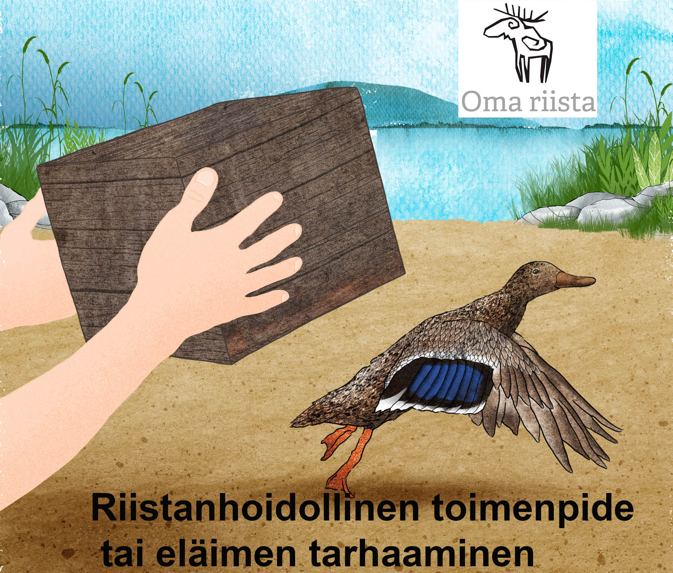 Ihminen on asettamassa puulaatikkoa sinisorsan päälle. Sinisorsa on lehahtamassa lentoon. Vieressä Oma riista -logo ja teksti "Riistanhoidollinen toimenpide tai eläimen tarhaaminen".