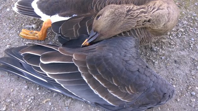 metsähanhen siipi ja pää