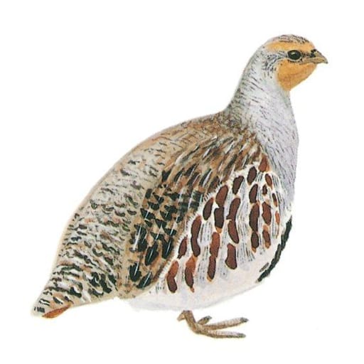 Piirros peltopyystä