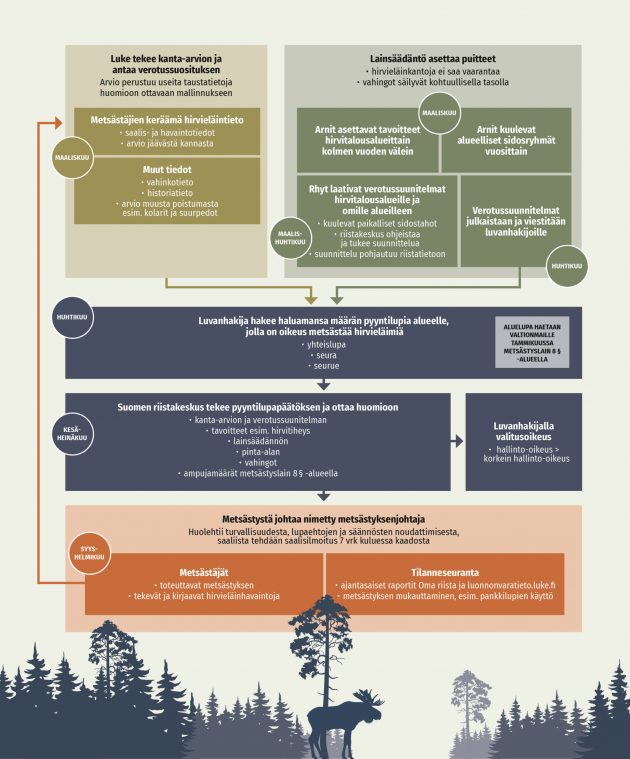 Havainnosta kaatoon – hirvieläinpyyntiluvan vaiheet Luke tekee kanta-arvion ja antaa verotussuosituksen Arvio perustuu useita taustatietoja huomioon ottavaan mallinnukseen Metsästäjien keräämä hirvieläintieto - saalis- ja havaintotieto - arvio jäävästä kannasta Muut tiedot - vahinkotieto - historiatieto - arvio muusta poistumasta esim. kolarit ja suurpedot Maaliskuu Lainsäädäntö asettaa puitteet - hirvieläinkantoja ei saa vaarantaa - vahingot säilyvät kohtuullisella tasolla - Arnit asettavat tavoitteet hirvitalousalueittain kolmen vuoden välein Arnit kuulevat alueelliset sidosryhmät vuosittain Rhyt laativat verotussuunnitelmat hirvitalousaleille ja omille alueilleen - kuulevat paikalliset sidostahot - riistakeskus ohjeistaa ja tukee suunnittelua - suunnittelu pohjaa riistatietoon Verotussuunnitelmat julkaistaan ja viestitään luvanhakijoille Huhtikuu Luvanhakija hakee haluamansa määrän pyyntilupia alueelle, jolla on oikeus metsästää hirvieläimiä - yhteislupa - seura - seurue Aluelupa haetaan valtionmaille tammikuussa metsästyslain 8 § -alueella Kesä- heinäkuu Suomen riistakeskus tekee pyyntilupapäätöksen ja ottaa huomioon - kanta-arvion ja verotussuunnitelman - tavoitteet esim. hirvitiheys - lainsäädännön - pinta-alan - vahingot - ampujamäärät metsästyslain 8 § -alueella Luvanhakijalla valitusoikeus - hallinto-oikeus korkein hallinto-oikeus Metsästystä johtaa nimetty metsästyksenjohtaja Huolehtii turvallisuudesta ja säännösten noudattamisesta, saaliista tehdään saalisilmoitus 7 vrk kuluessa kaadosta Metsästäjät - toteuttavat metsästyksen - tekevät ja kirjaavat hirvieläinhavaintoja Tilanneseuranta - ajantasaiset raportit Oma riista ja luonnonvaratieto.luke.fi - metsästyksen mukautuminen, esim. pankkilupien käyttö Syys-helmikuu saalis- ja havaintotiedot • arvio jäävästä kannasta Metsästäjien keräämä hirvieläintieto