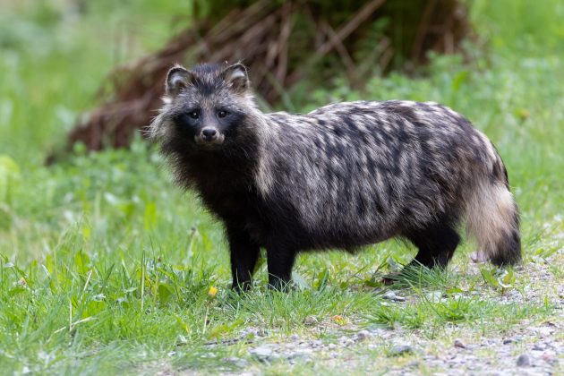 Mårdhund tittar på kameran. 