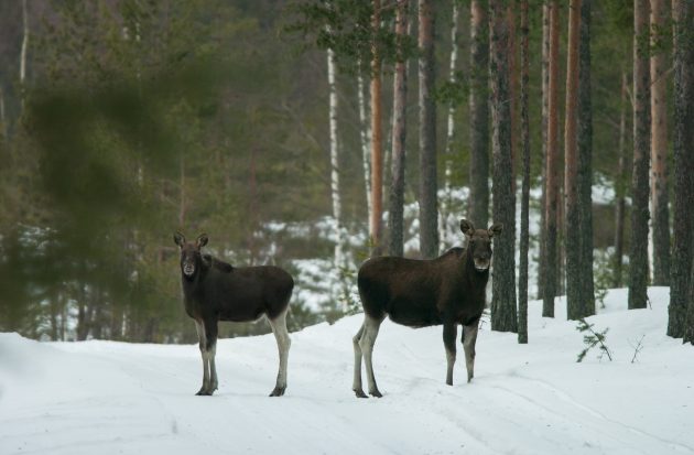 Kaksi hirveä talvimaisemassa