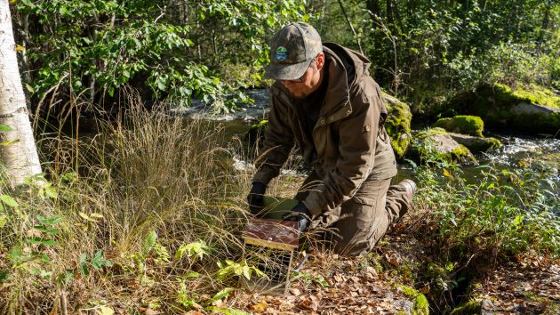 Gillring av minkfälla som dödar omedelbart.