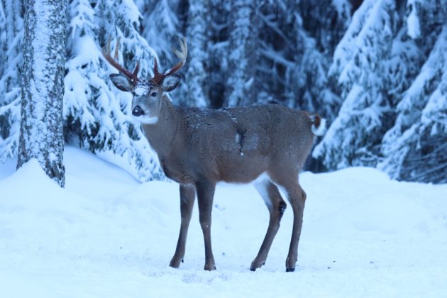 Valkohäntäpeura lumisessa maastossa.