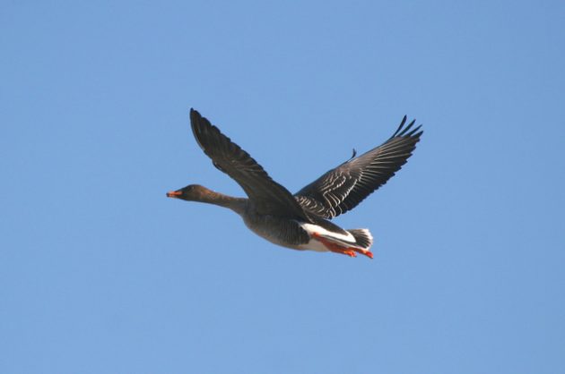 Metsähanhi lentää