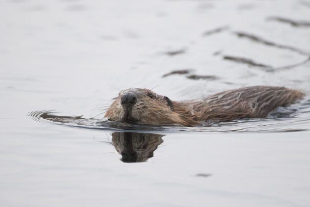 Bävern simmar.