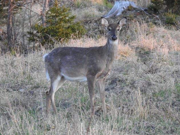 Peuranaaras katsoo kameraan.