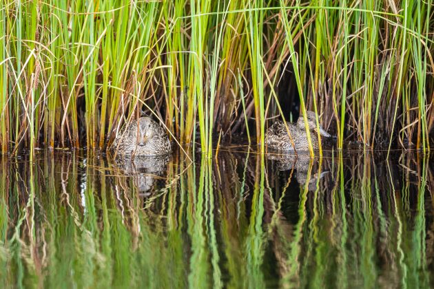 Två änder i vassen.