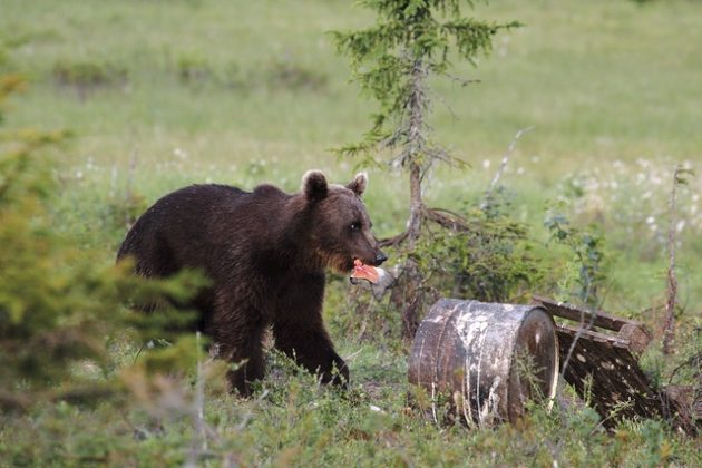 Karhu lohenpala suussaan