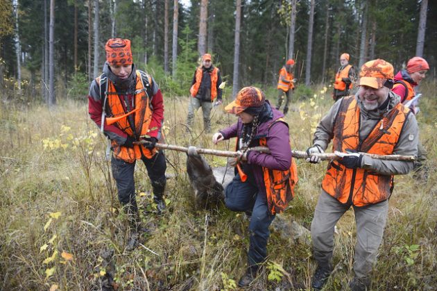 Kolme ihmistä vetää hirven ruhoa maastossa. Taustalla lisää ihmisiä.