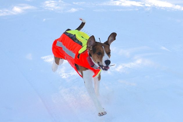 Hunden springer i snön mot kameran med sin skyddsväst på.