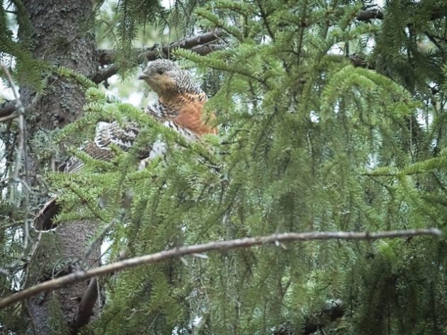 Koppelo kuusen oksalla.