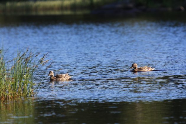 Två gräsänder simmar