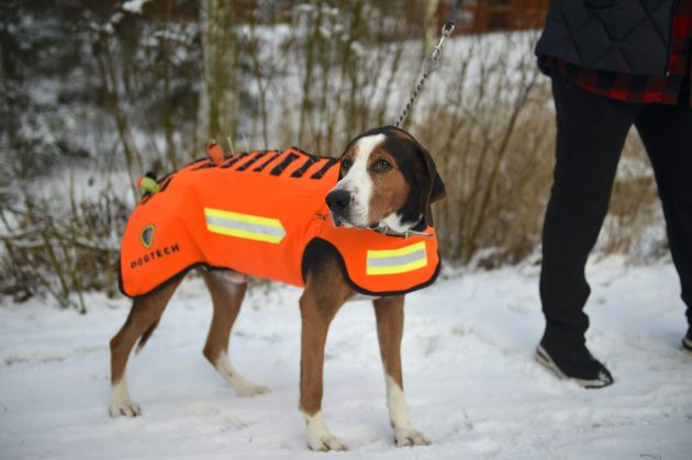 hund i skyddsväst