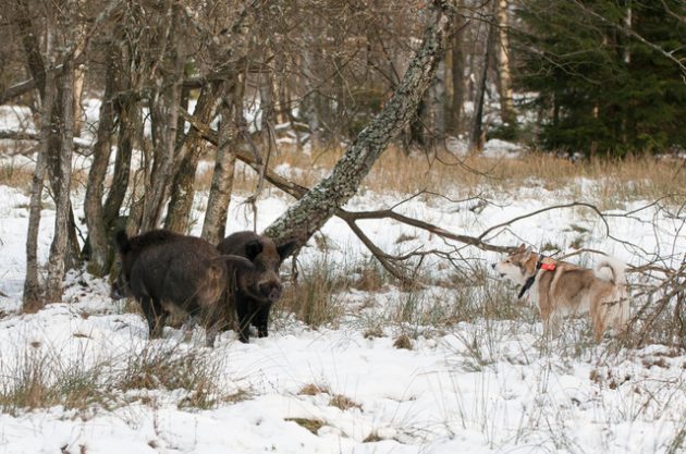 Kaksi villisikaa ja koira maastossa. 