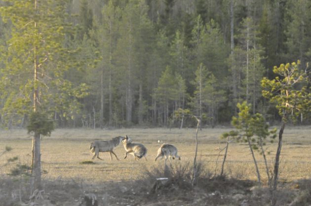 vargar på mossen.