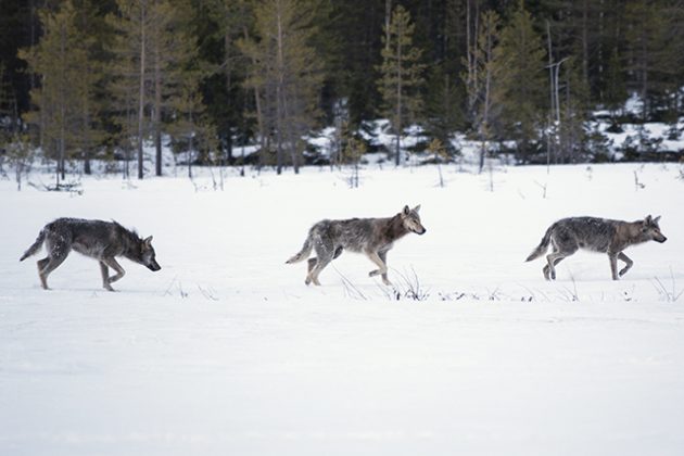 susilauma talvimaisemassa