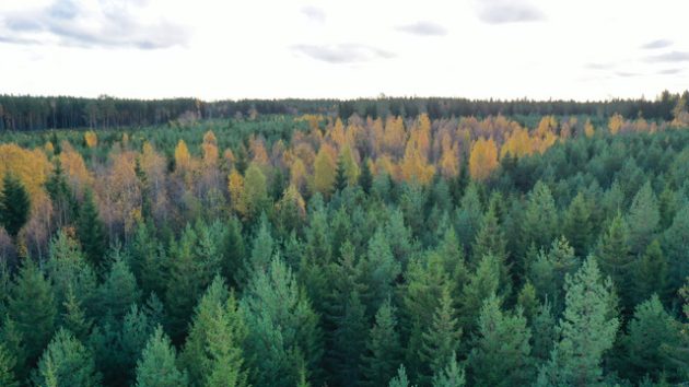 Skog fotograferad från luften